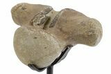 Fossil Mosasaur Vertebra with Metal Stand - Texas #351219-1